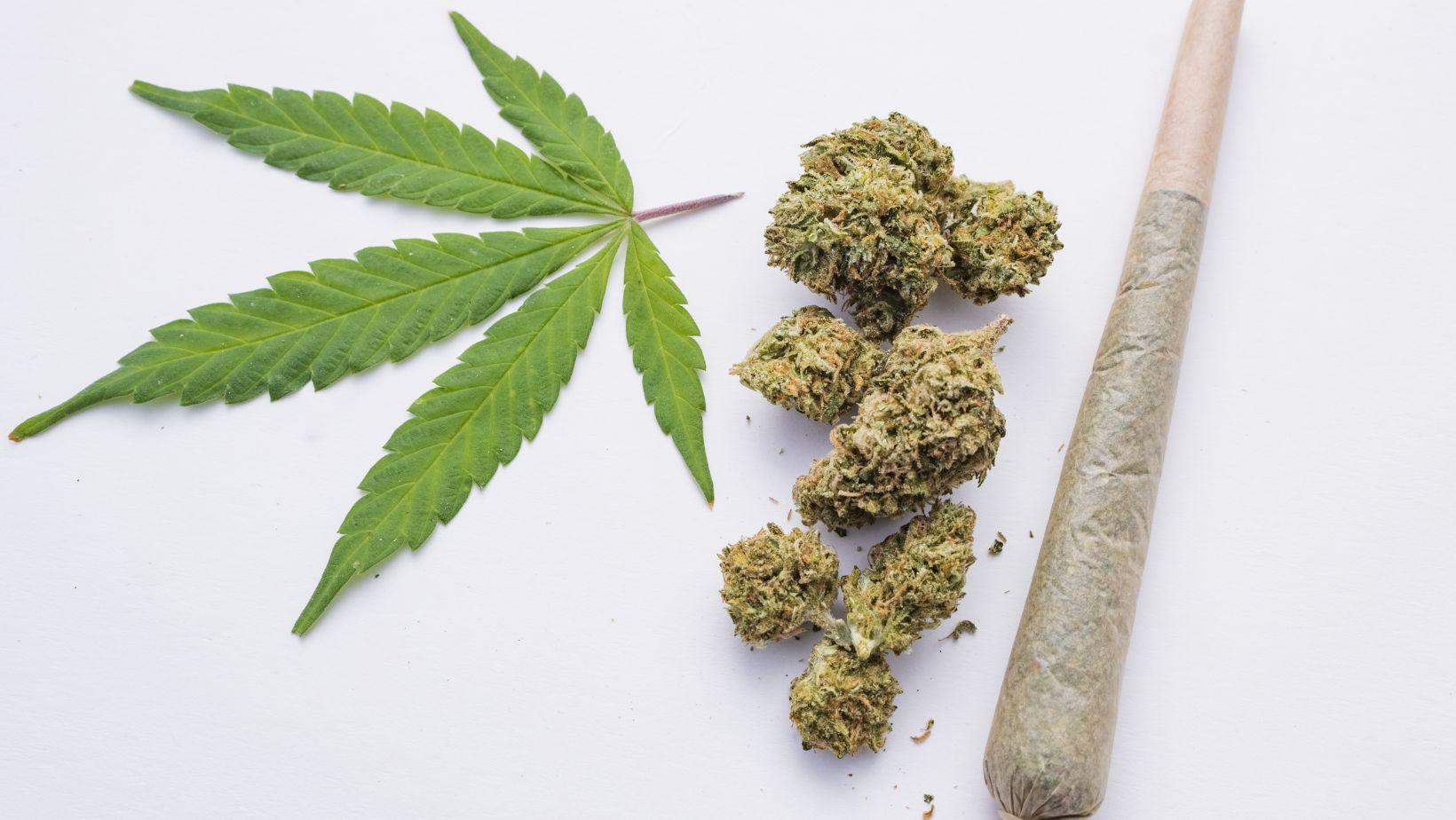 cbd wellness, terpene benefits, mindful cannabis use, cannabis plant genetics, cbd terpene synergy, legal cannabis products, cannabis health guide, plant genetics cbd, terpene profile cannabis, premium cbd oils